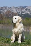 GOLDEN RETRIEVER 904
